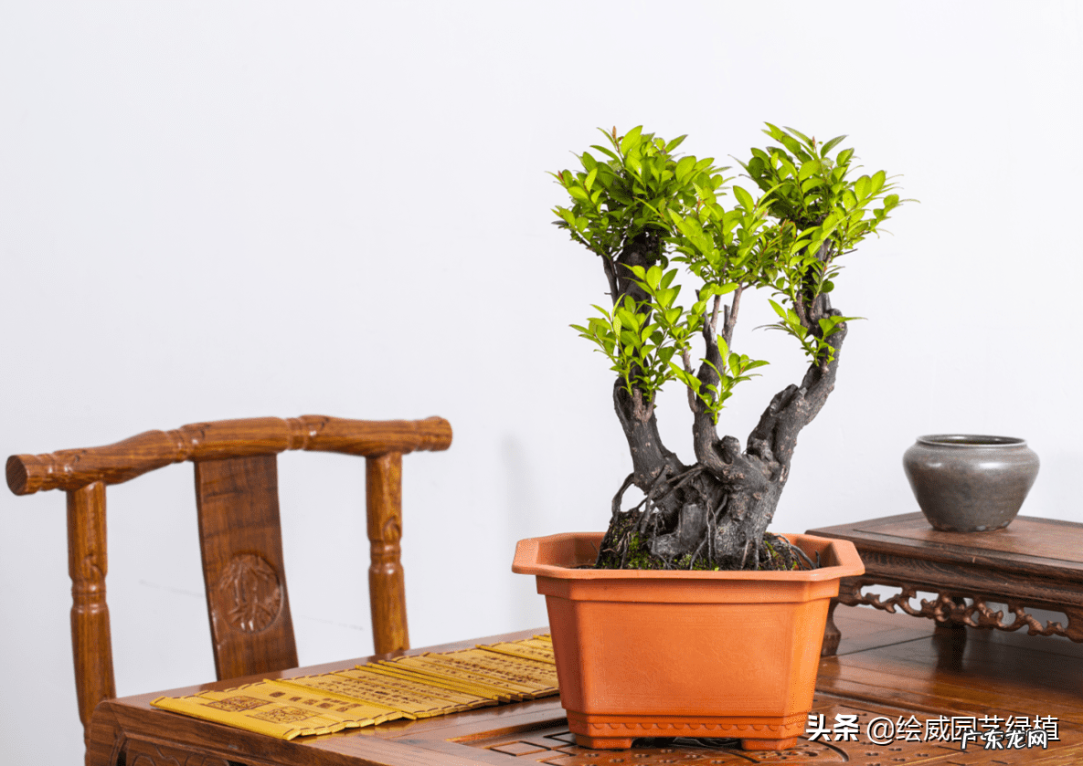 榆树风水禁忌 小叶榆树寓意风水