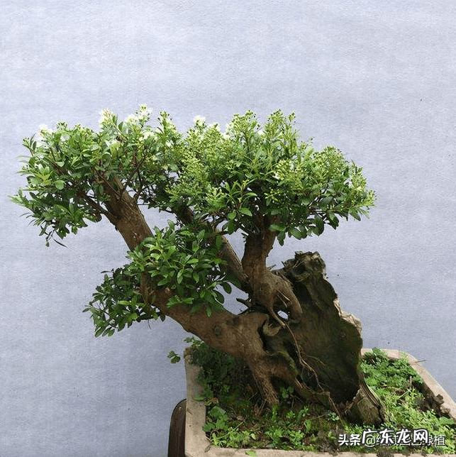 榆树风水禁忌 小叶榆树寓意风水