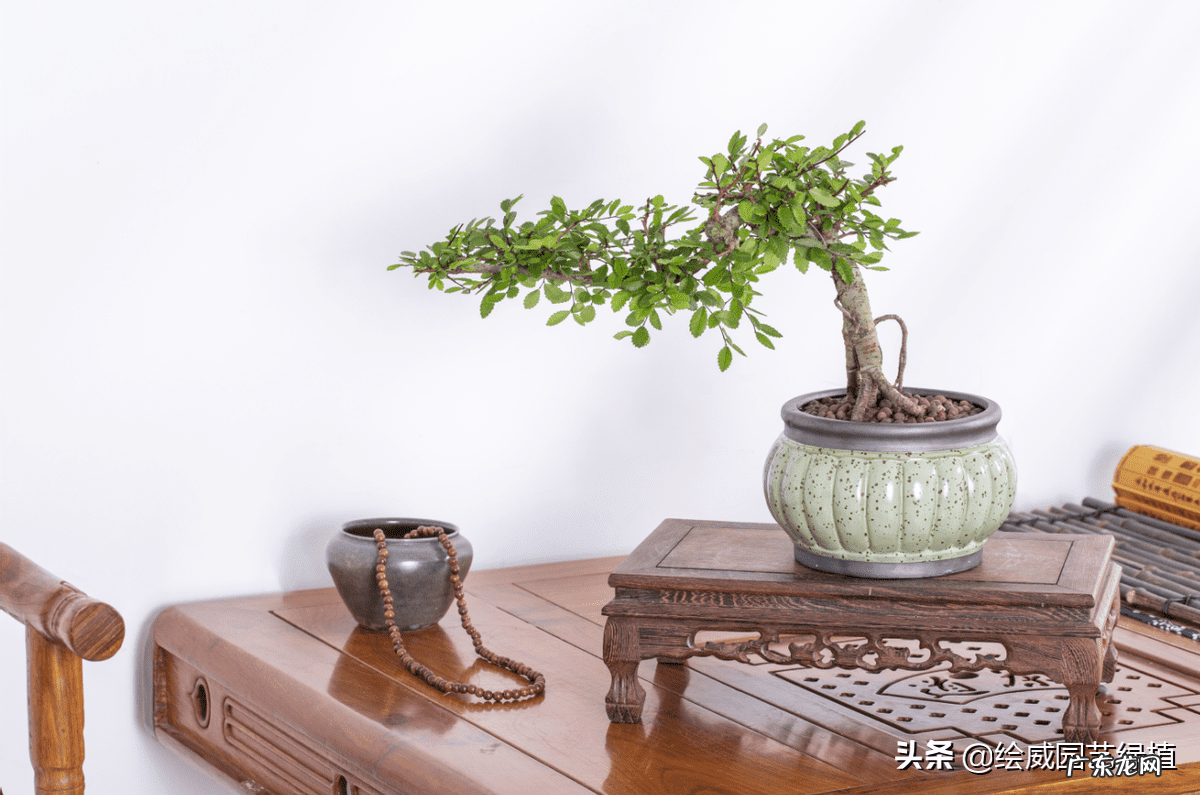 榆树风水禁忌 小叶榆树寓意风水