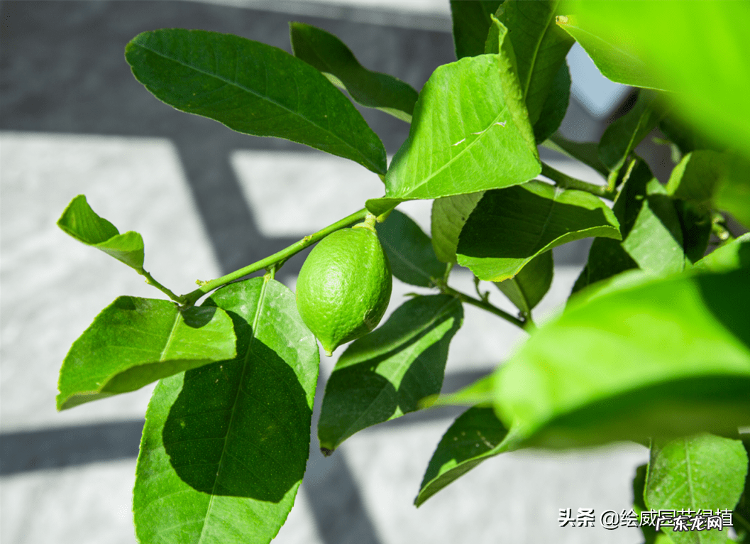榆树风水禁忌 小叶榆树寓意风水