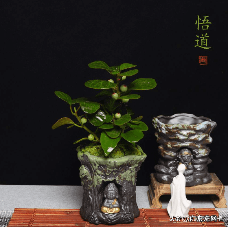 榆树风水禁忌 小叶榆树寓意风水