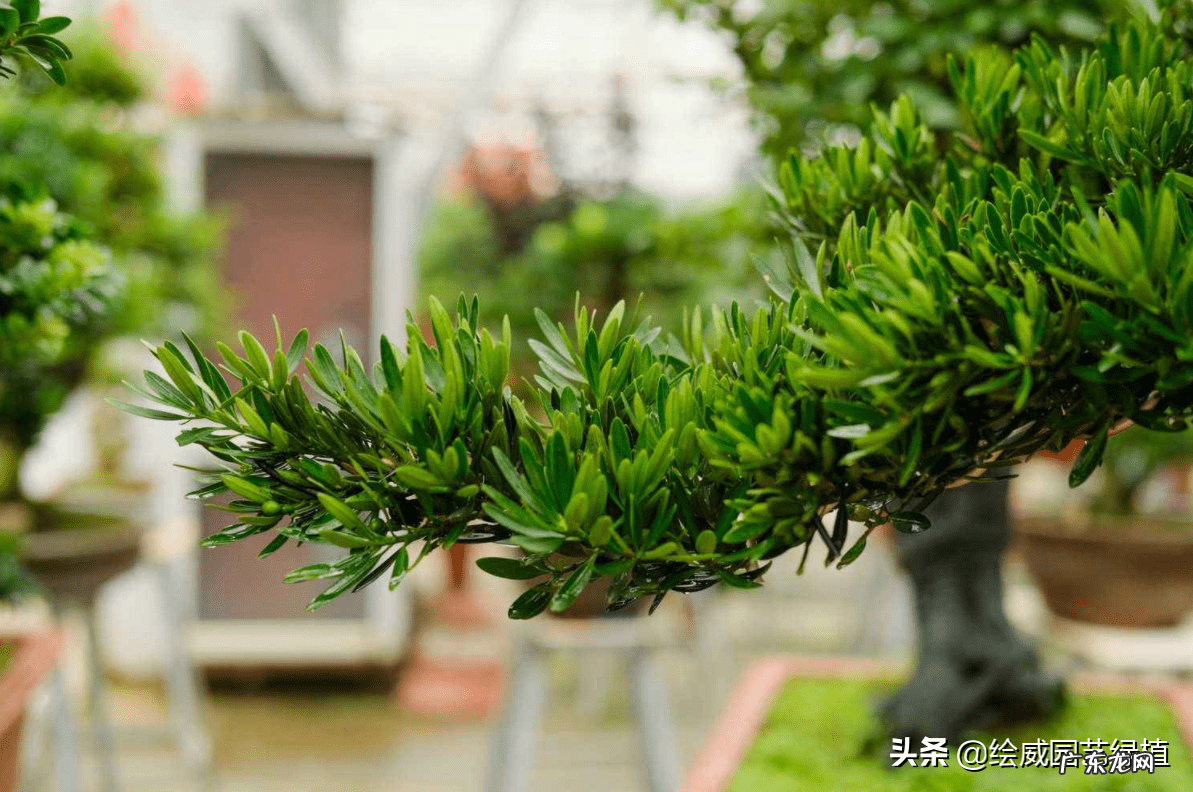 榆树风水禁忌 小叶榆树寓意风水