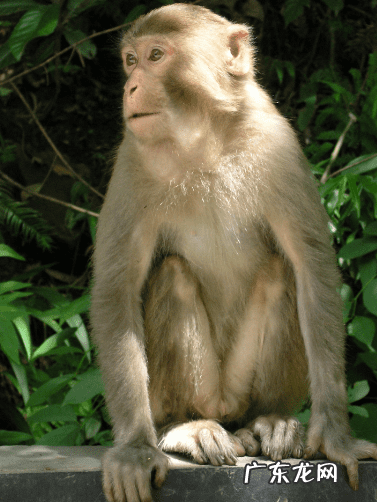 小猴子守城超级小猴 猴子守城6