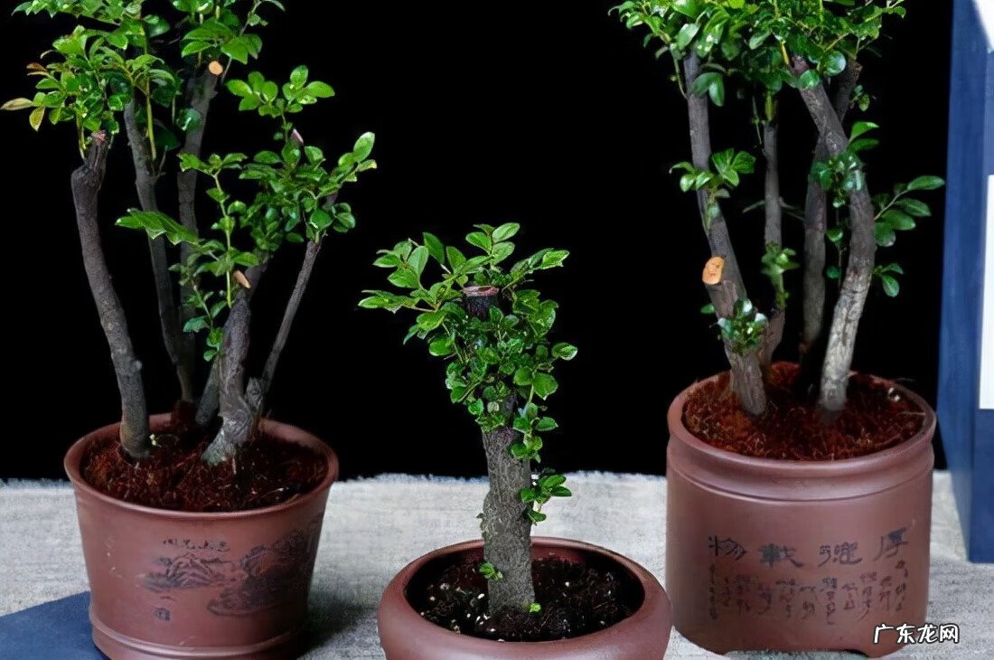 家种檀香树风水 檀木盆栽的风水作用