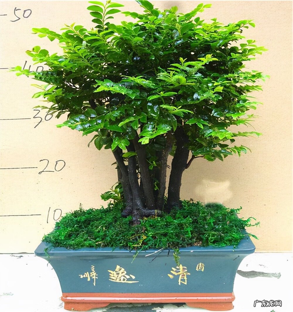 家种檀香树风水 檀木盆栽的风水作用