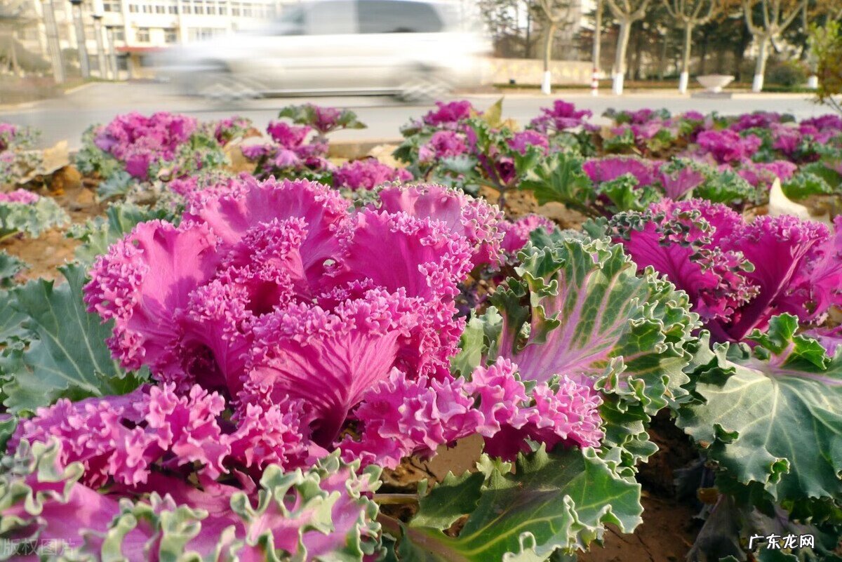 养鱼都养什么颜色的好风水 养小彩色鱼有风水的讲究吗