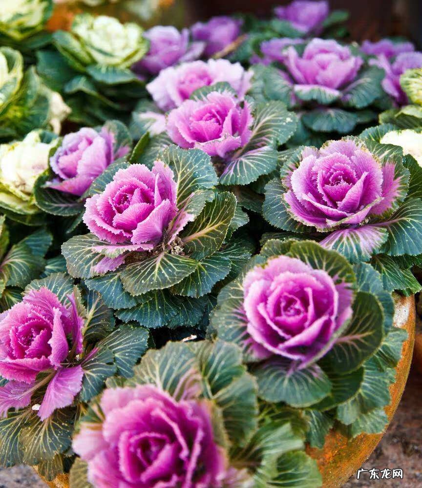 养鱼都养什么颜色的好风水 养小彩色鱼有风水的讲究吗