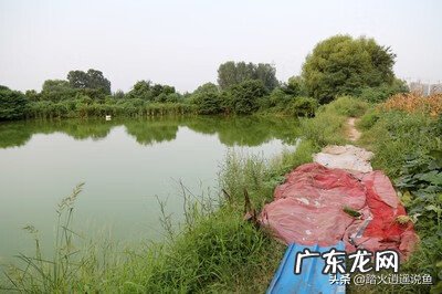 鱼池死鱼会对其他鱼造成什么影响 死水塘会有鱼吗