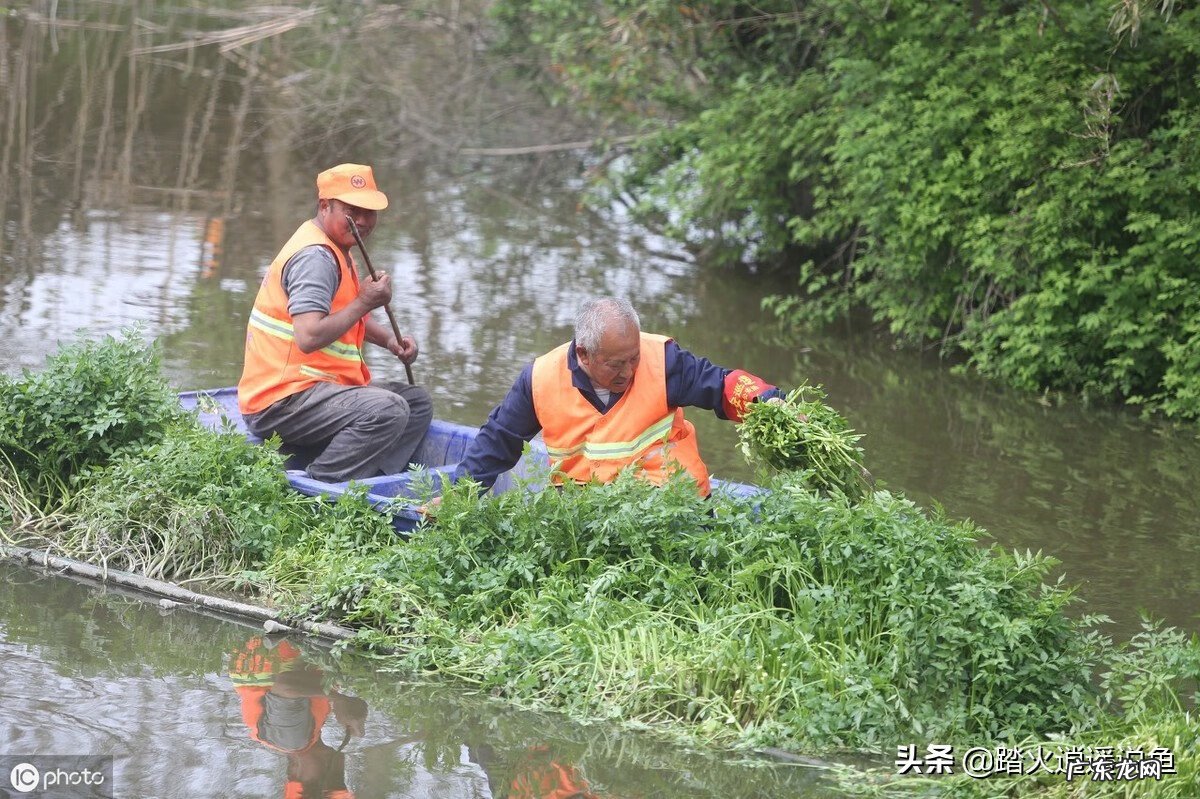 鱼池死鱼会对其他鱼造成什么影响 死水塘会有鱼吗