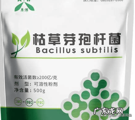 鱼池死鱼会对其他鱼造成什么影响 死水塘会有鱼吗