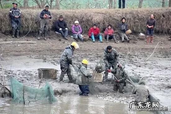 鱼池死鱼会对其他鱼造成什么影响 死水塘会有鱼吗