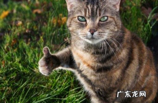 微信朋友圈集赞文案怎么写 集赞活动朋友圈广告语怎么写