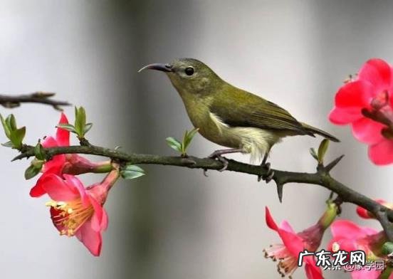 写一句赞美春天的话一年级 春天的词语描写春天的词语有哪些