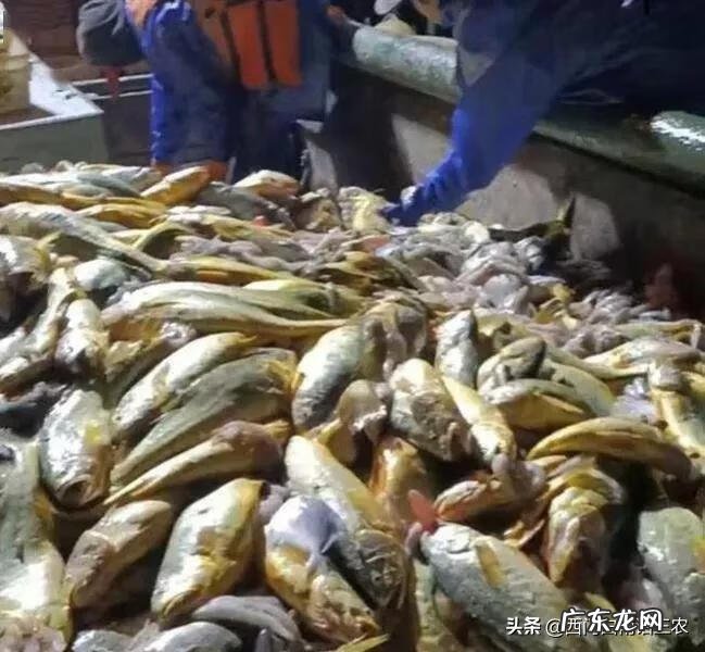 一斤多的黄花鱼多少钱 黄鱼的价格多少钱一斤