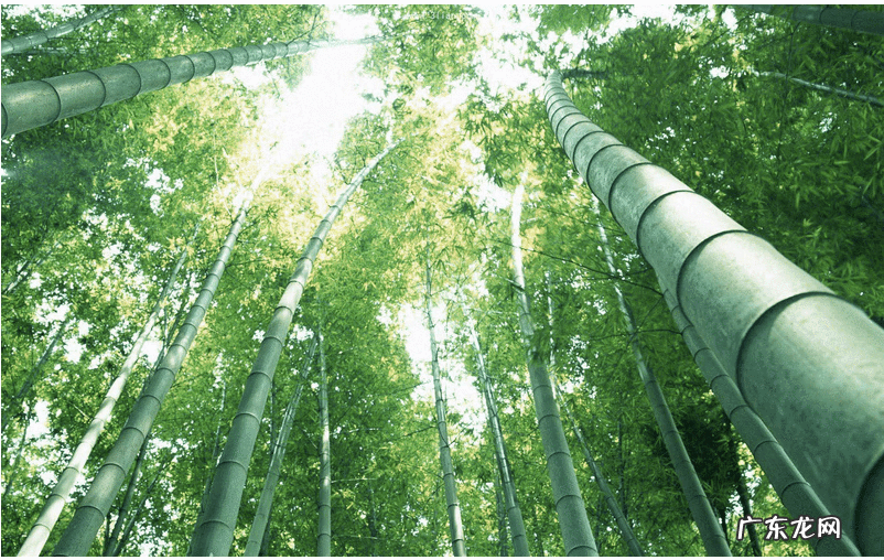 用竹竿对着别人家 风水四个屋角放竹竿是什么意思