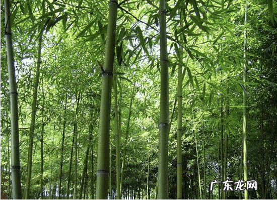 用竹竿对着别人家 风水四个屋角放竹竿是什么意思