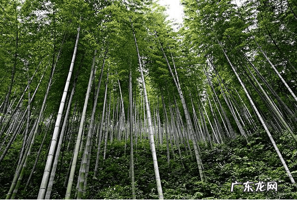用竹竿对着别人家 风水四个屋角放竹竿是什么意思