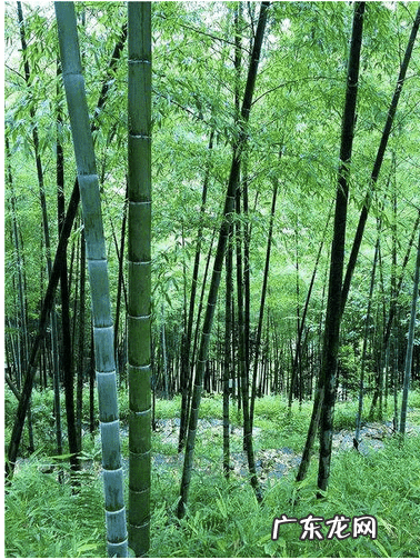 用竹竿对着别人家 风水四个屋角放竹竿是什么意思