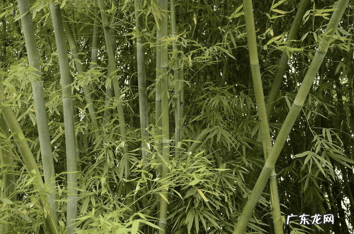 用竹竿对着别人家 风水四个屋角放竹竿是什么意思