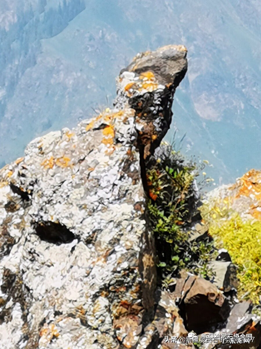 什么是马牙 马牙是什么意思