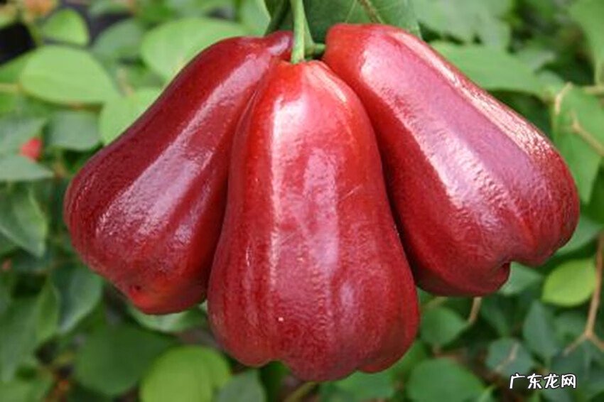 莲雾的食用方法 莲雾怎么吃才好吃