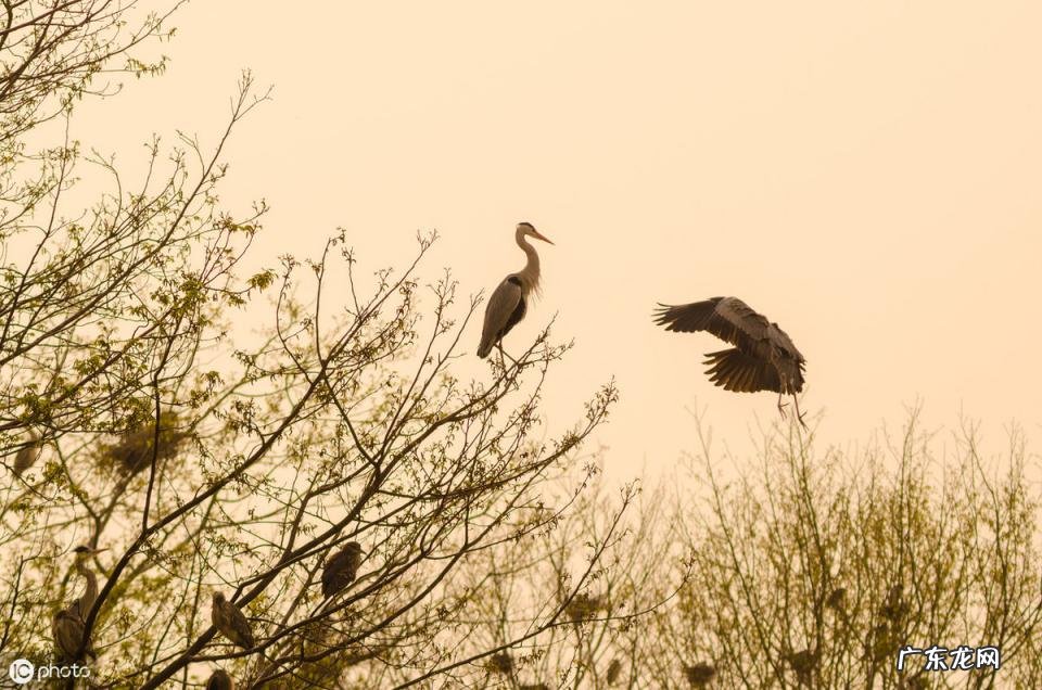 常见八种诗歌体裁类型有哪些 现代诗的体裁有哪些种类