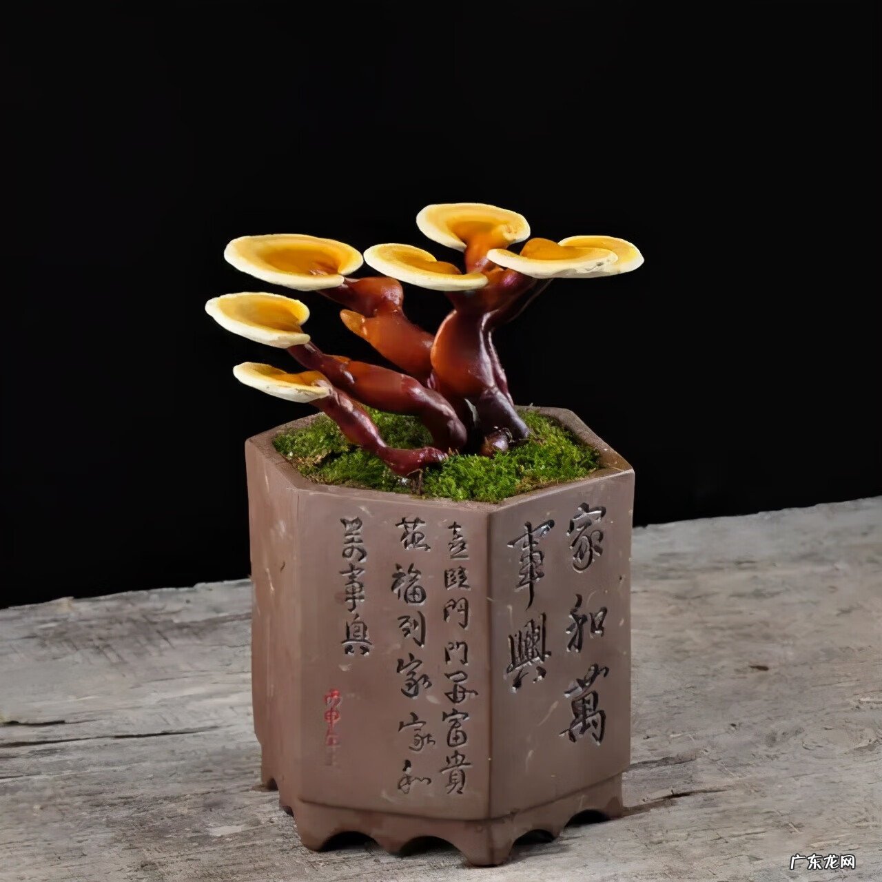 血灵芝 黑灵芝的功效