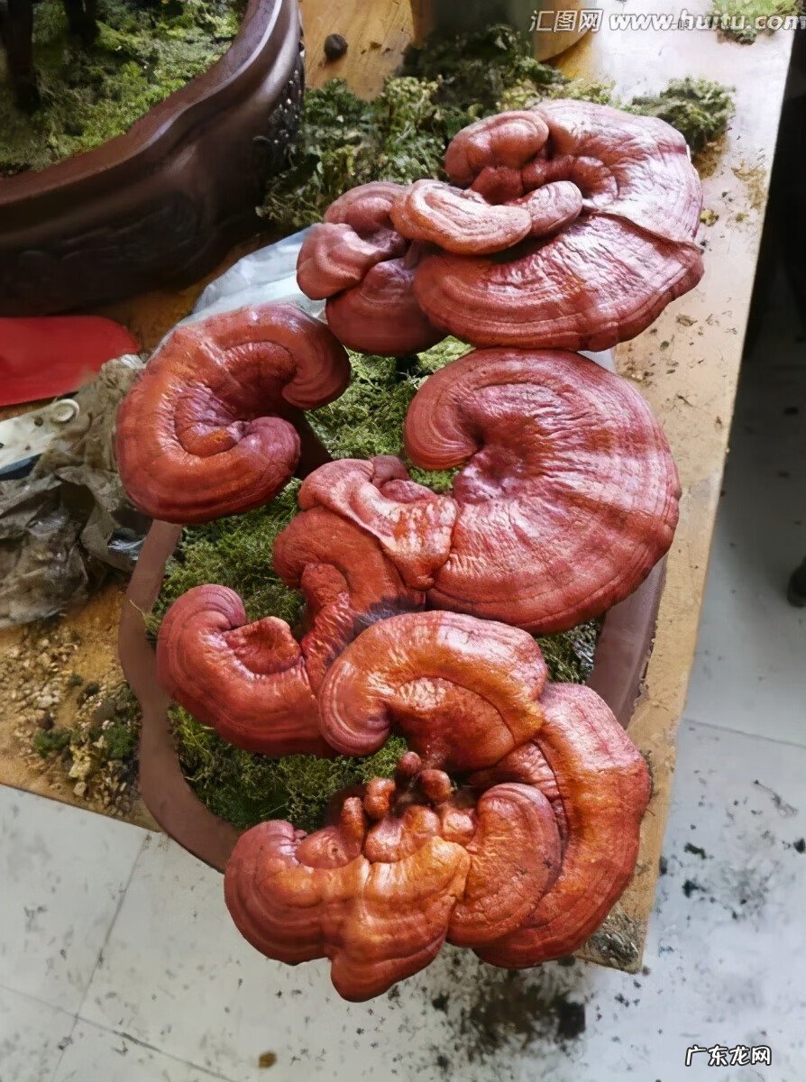 血灵芝 黑灵芝的功效