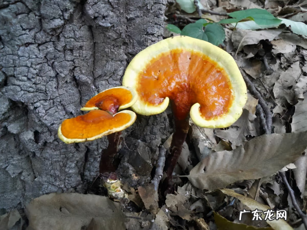 血灵芝 黑灵芝的功效