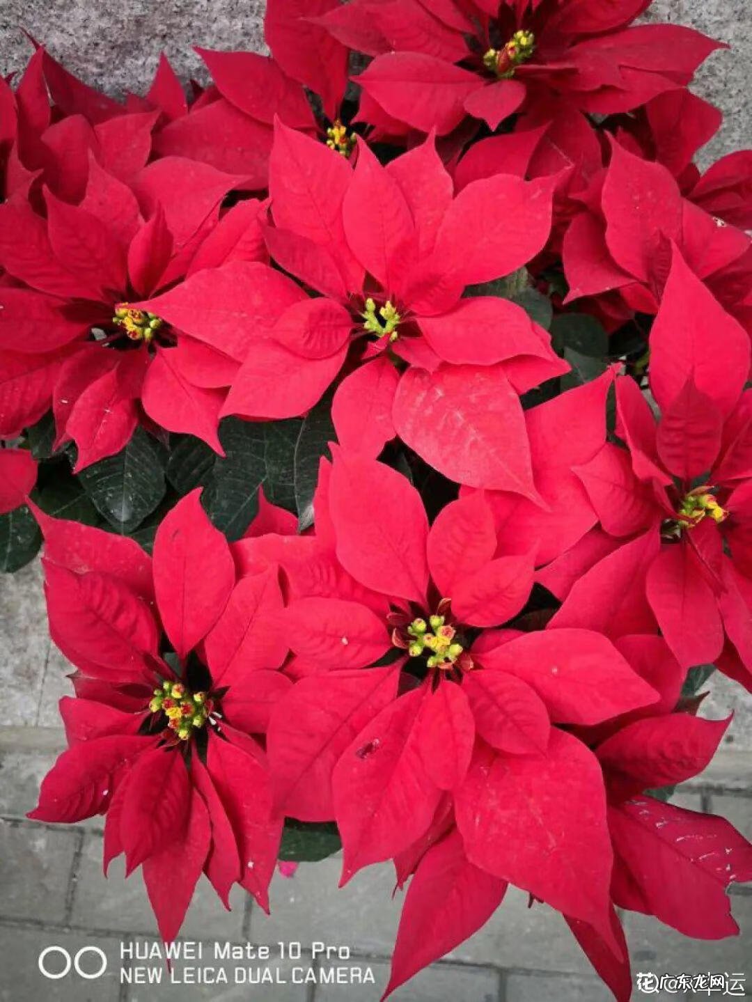 香松 香水松树 风水