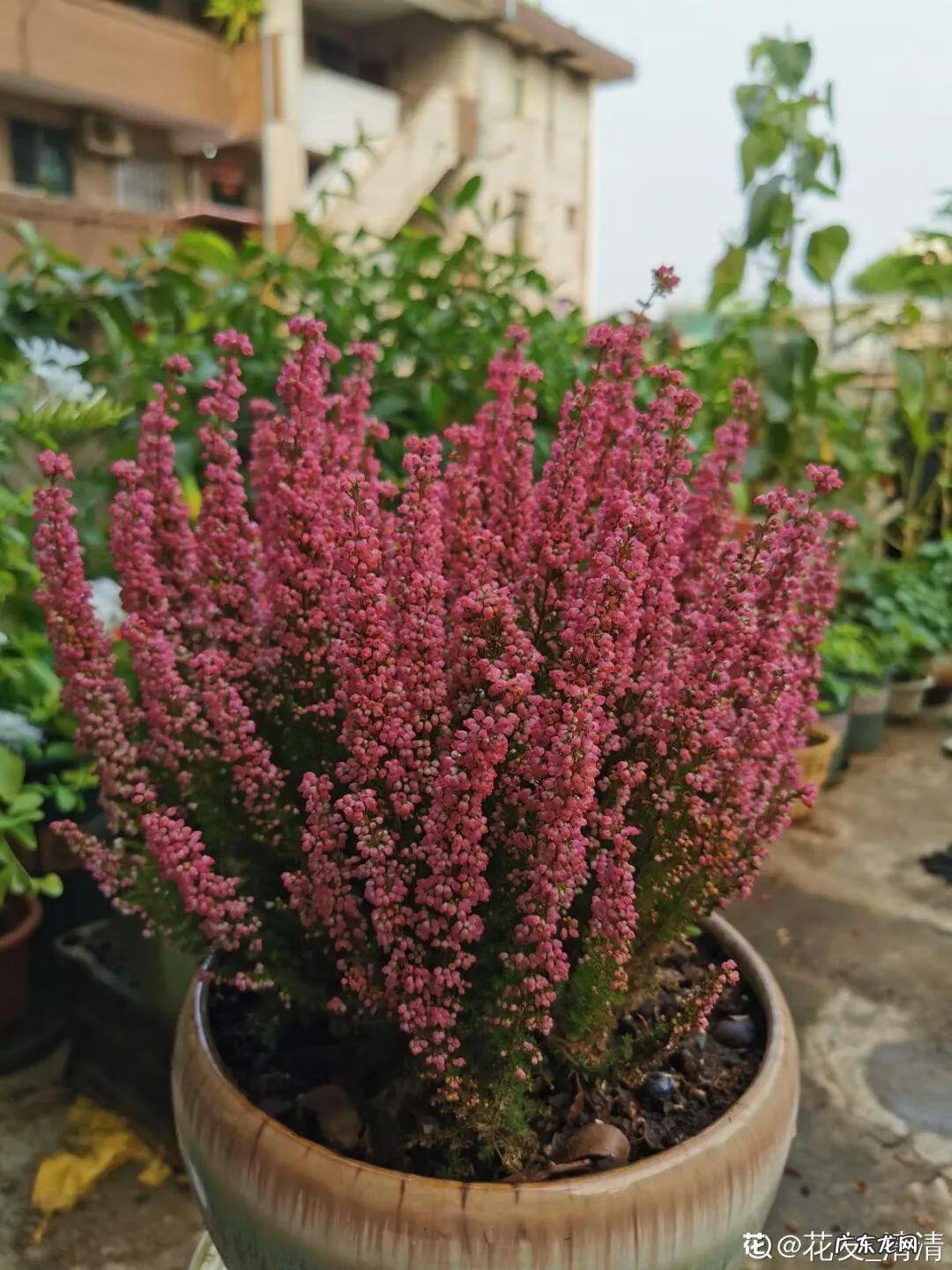 香松 香水松树 风水