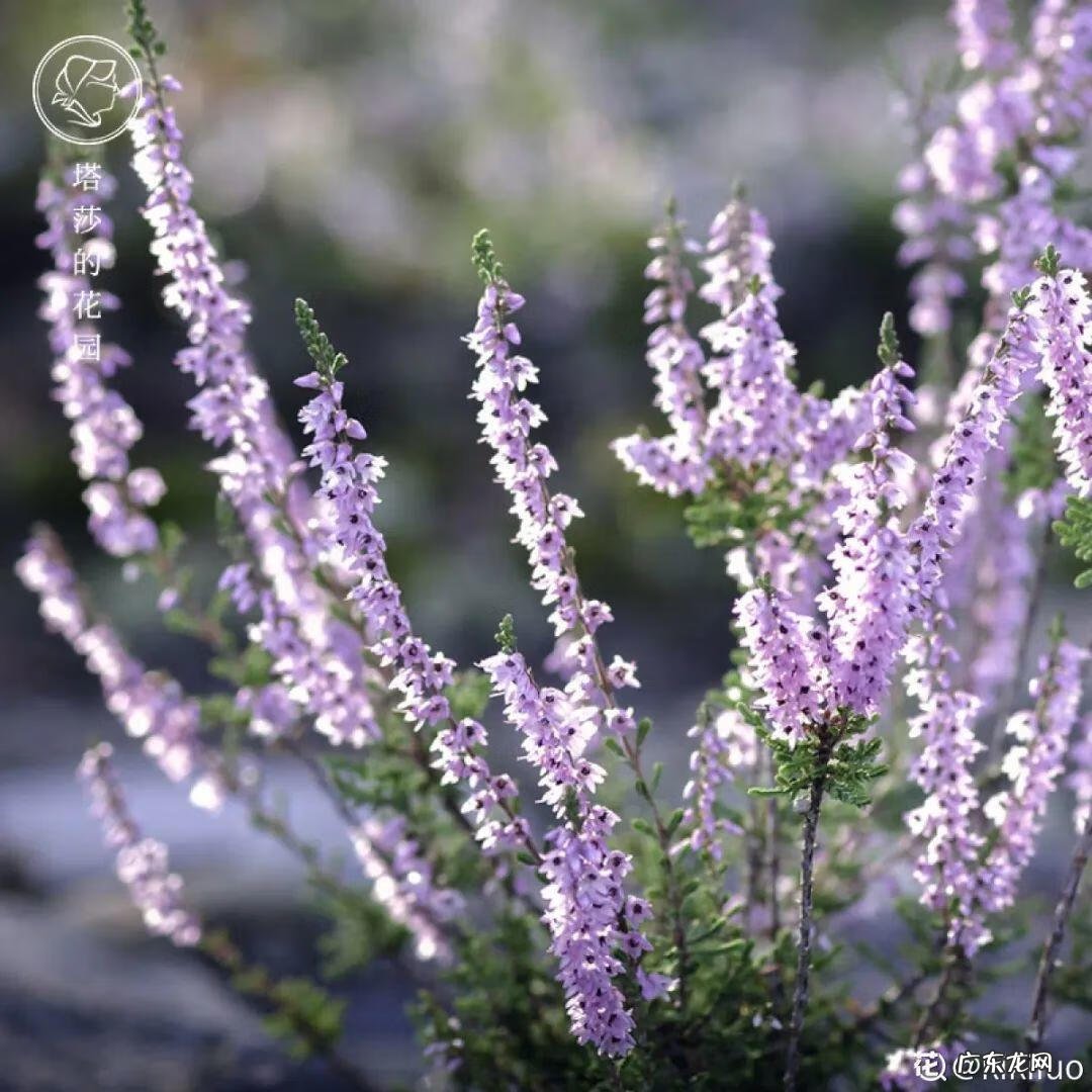 香松 香水松树 风水