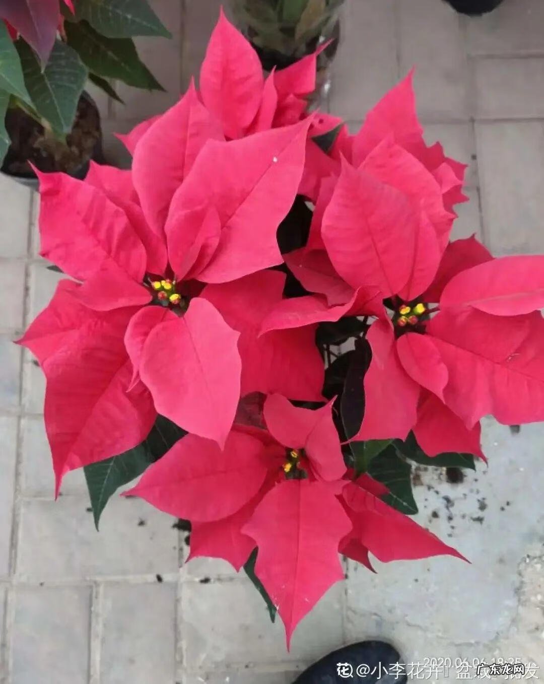 香松 香水松树 风水