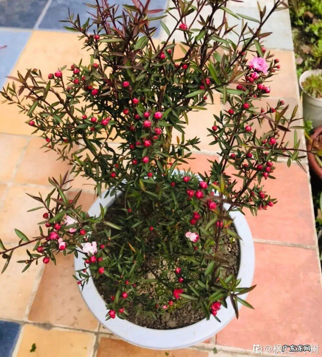 香松 香水松树 风水