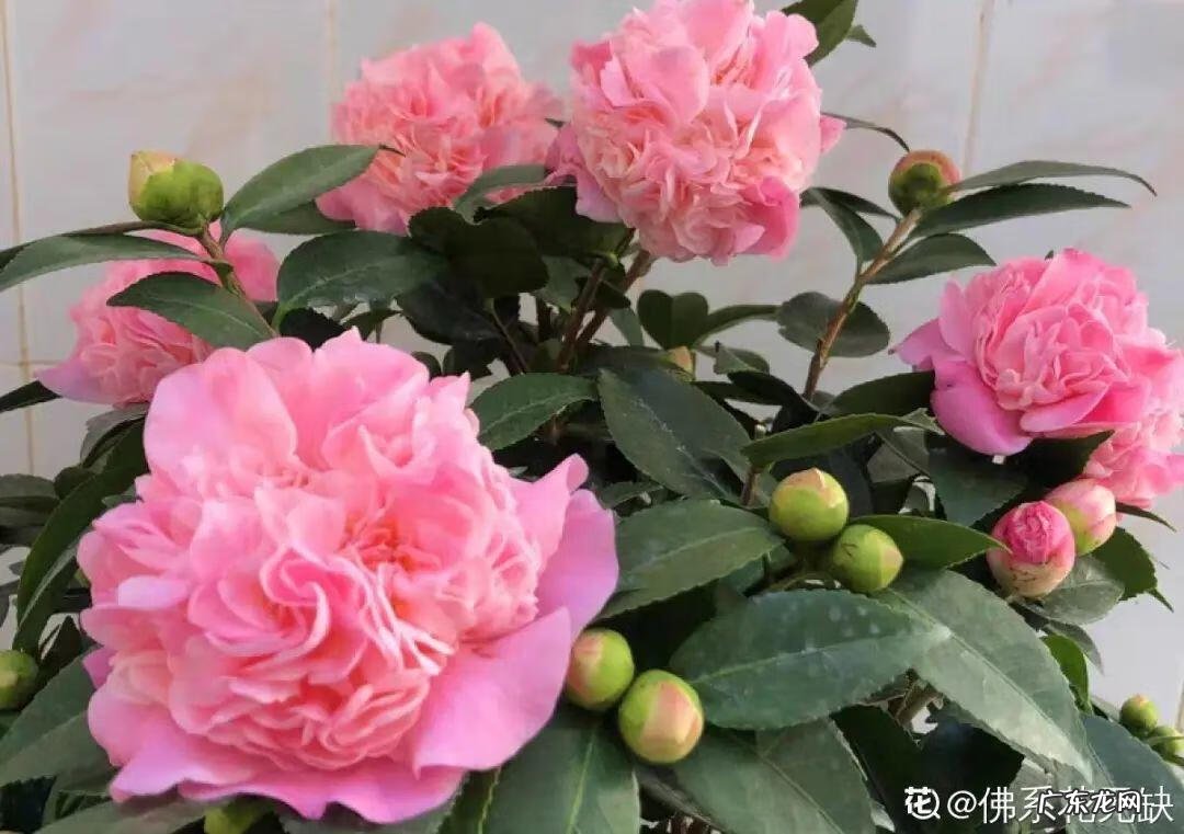 香松 香水松树 风水