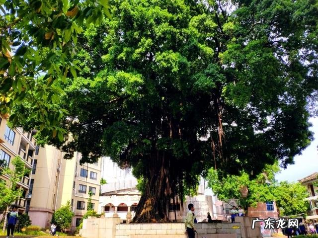 新东方学校官网首页 新东方外语学校地址