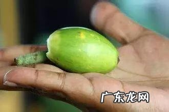 西瓜的英语怎么说呢 西瓜用英语怎么说怎么写