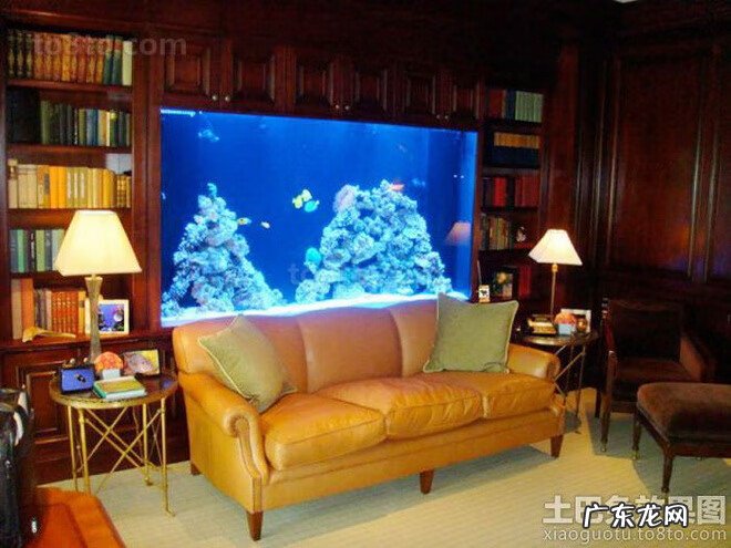 室内养鱼的风水学 家庭养鱼的风水