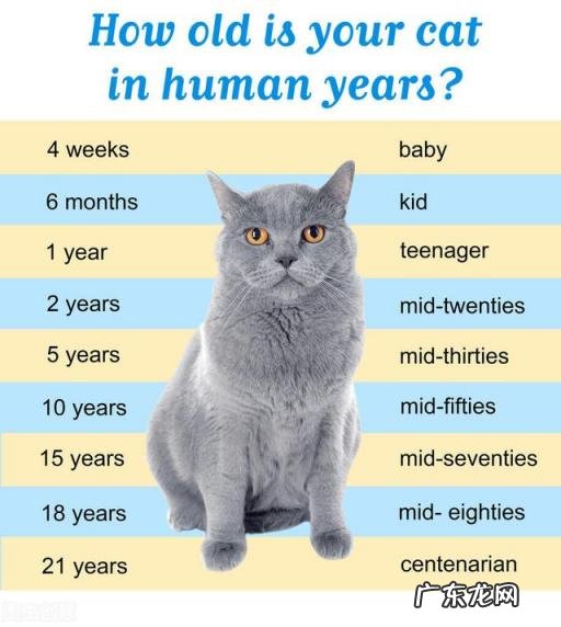 普通家猫的寿命一般多长,家猫咪的寿命