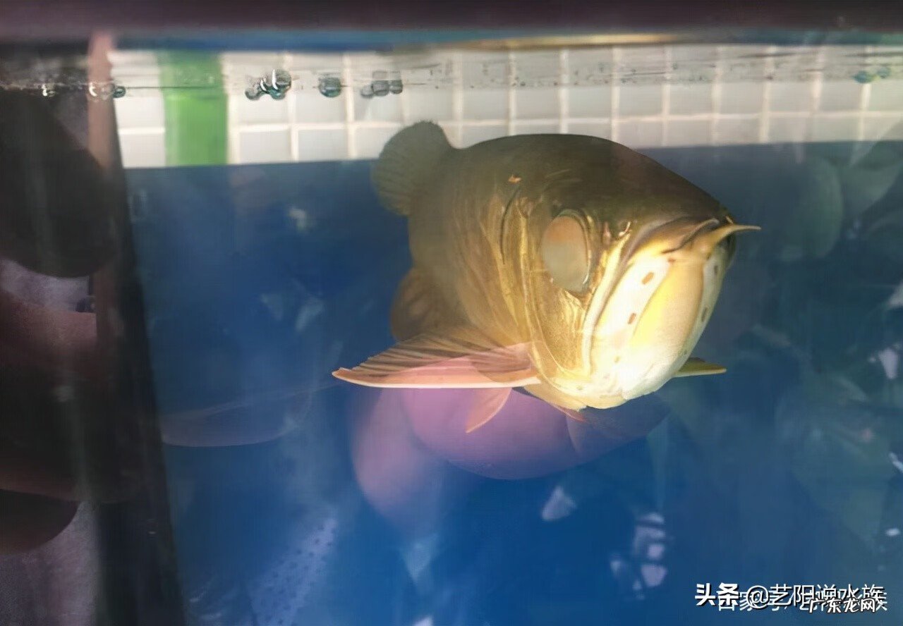 银龙鱼眼睛瞎了怎么办 鱼眼睛瞎吗