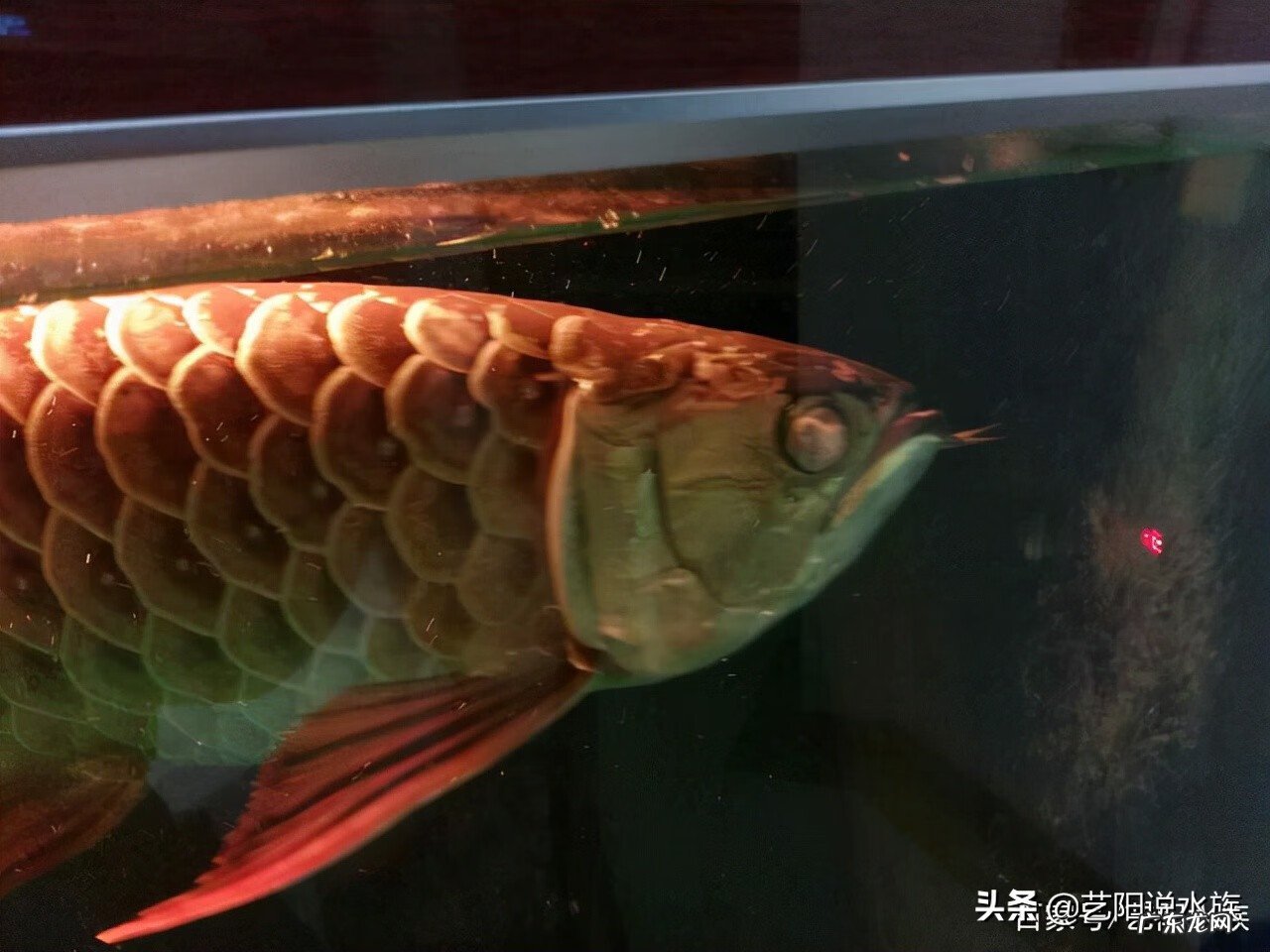 银龙鱼眼睛瞎了怎么办 鱼眼睛瞎吗