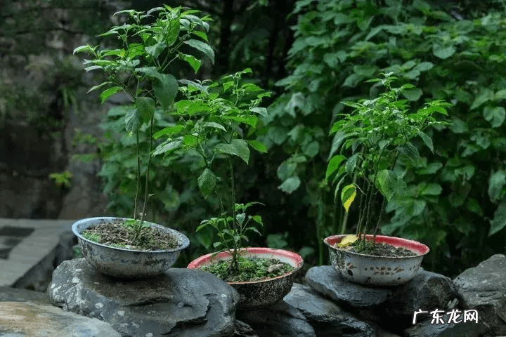 圣斗士星矢银河战争篇是哪个 银河战争史