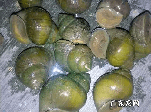 圣斗士星矢银河战争篇是哪个 银河战争史