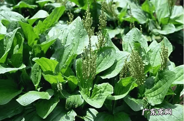 圣斗士星矢银河战争篇是哪个 银河战争史