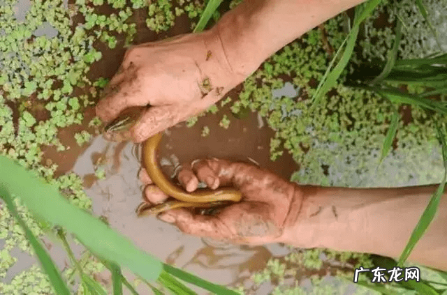 圣斗士星矢银河战争篇是哪个 银河战争史