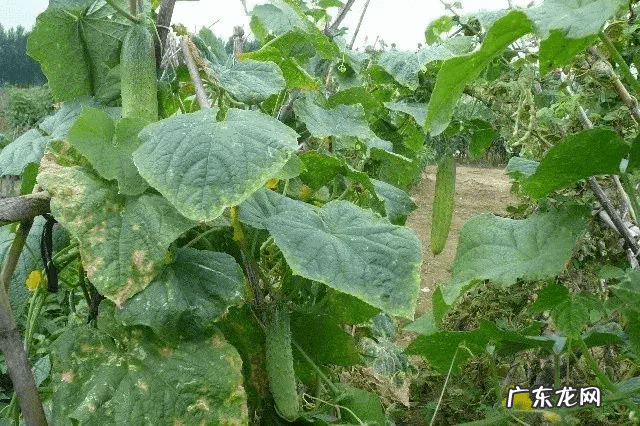 圣斗士星矢银河战争篇是哪个 银河战争史