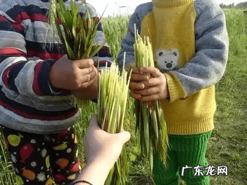 圣斗士星矢银河战争篇是哪个 银河战争史