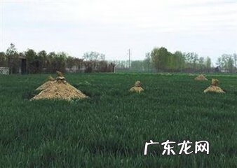 祖坟上栽什么树风水好 坟前栽几棵树风水最好