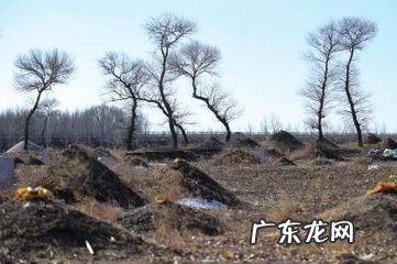 祖坟上栽什么树风水好 坟前栽几棵树风水最好