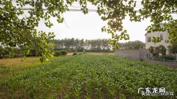 草埠湖为什么叫草埠湖 湖北当阳草埠湖